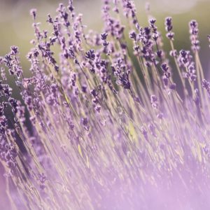 June Lavender Yoga at Soul Food Farm