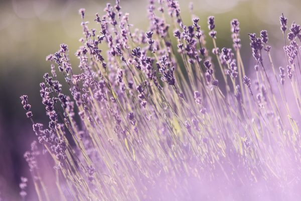 June Lavender Yoga at Soul Food Farm