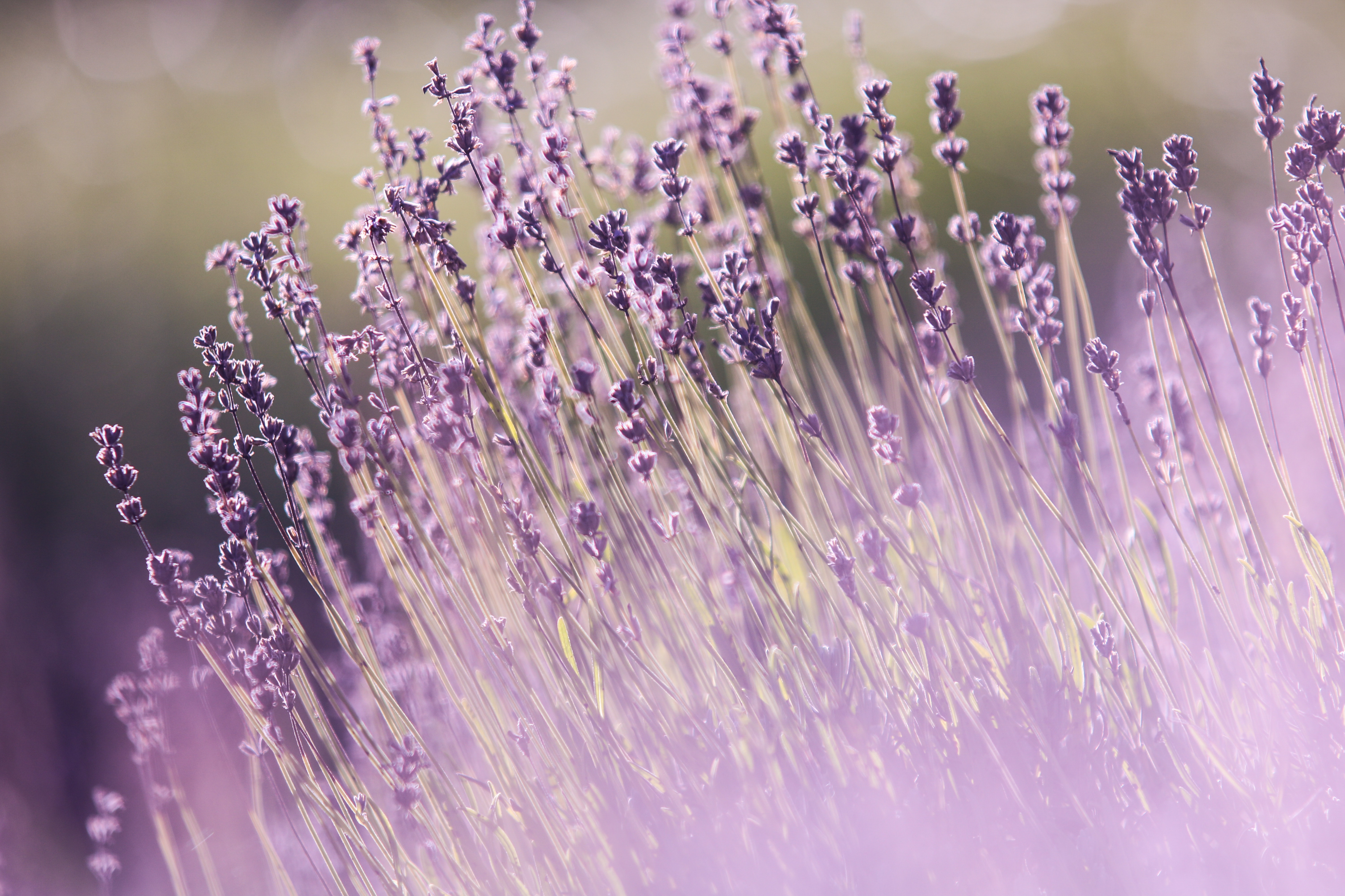 Soul Refresh Lavander