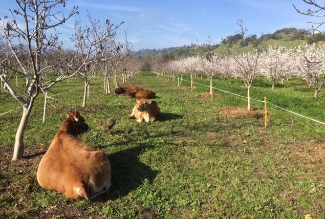 cows at Be Love Farm