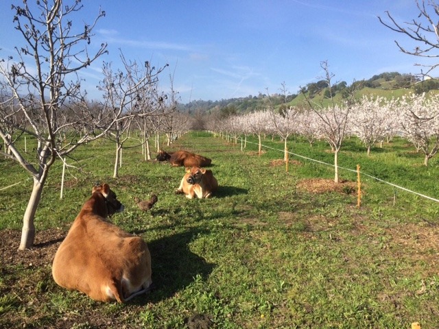 cows at Be Love Farm