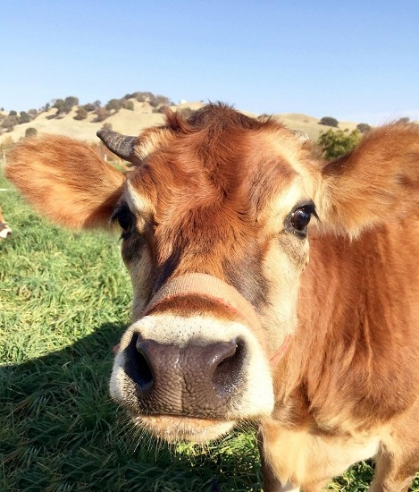Be Love Farm Cow